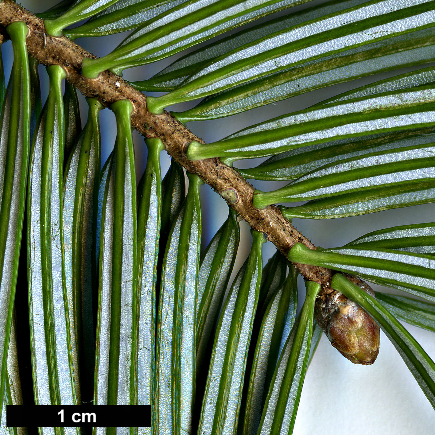 High resolution image: Family: Pinaceae - Genus: Abies - Taxon: chensiensis - SpeciesSub: subsp. salouenensis